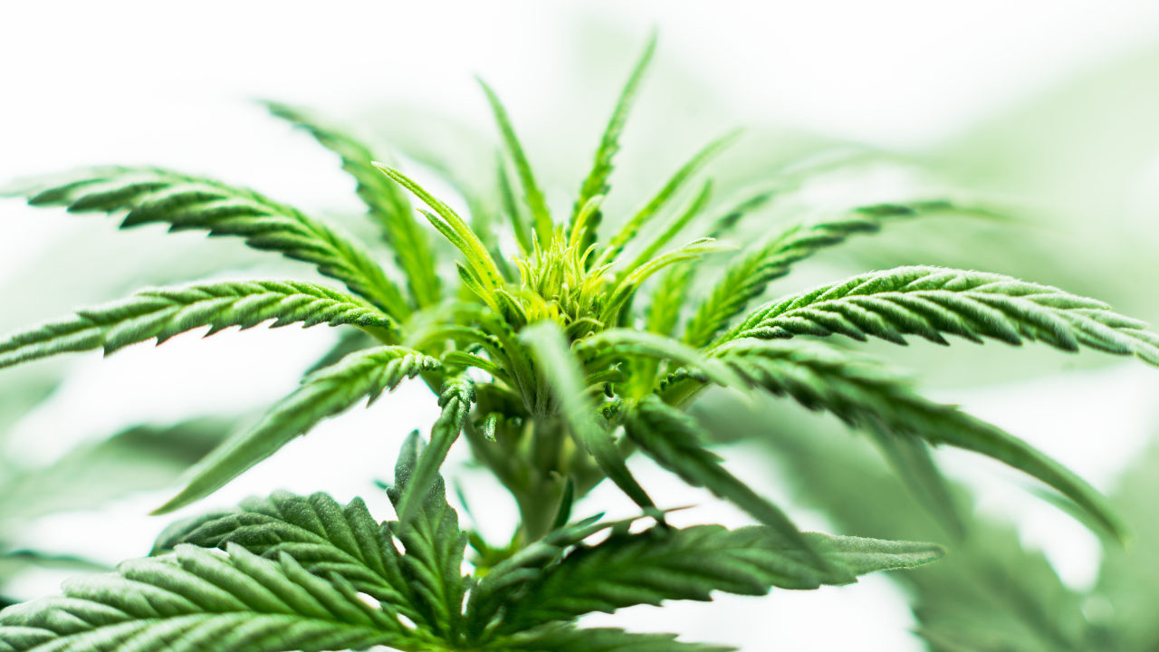 Marijuana plant - Marijuana Protections for Workers