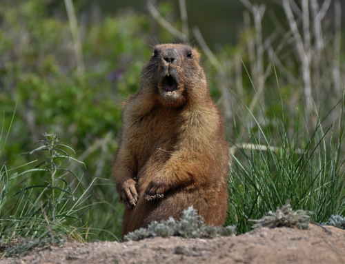 7 Ways to Escape the Groundhog Day Rut at Work